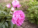 Paeonia Alice Hardyng