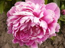 Paeonia Jadviga