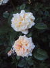 DSC01692