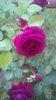 dimov 67