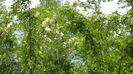 P1150104