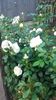 20160524_071840