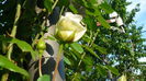 P1150110