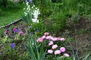Bordure Rosee