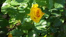 P1150146