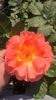Westerland