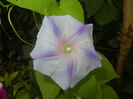 Morning Glory_Ipomoea (2015, Aug.11)