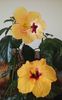 IMG-20160524-WA0000