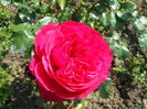 red leonardo
