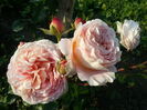abraham darby