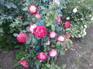 jubile du prince