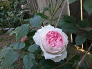 the wedgwood