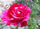 deep impression
