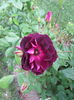 Burgundy Ice