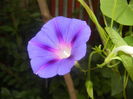 Morning Glory_Ipomoea (2015, Aug.18)