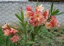 flori irezistibile (2)