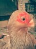 BEIUS