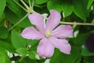 clematis Comtesse de Bouchard