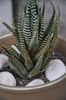 haworthia attenuata-nr43-10 lei