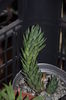 haworthia glauca var herrey
