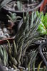 haworthia bachata