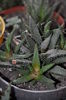 haworthia white pearls