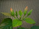 DSCN9445