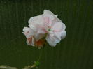 DSCN9453