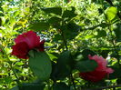 DSCN9459