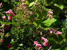DSCN9463