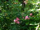 DSCN9467