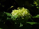 DSCN9471