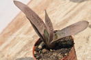 gasteria