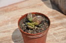 andromicus coperi