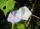 Morning Glory_Ipomoea (2015, Aug.31)