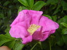 Rosa rugosa (2015, August 12)