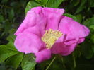 Rosa rugosa (2015, August 12)