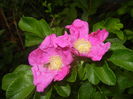 Rosa rugosa (2015, August 17)