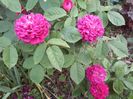 Rose de resht