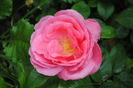 necunoscut (Floribunda)5