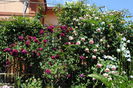 Munstead Wood si Eden Rose