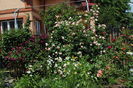 22 mai,Munstead Wood si Eden Rose
