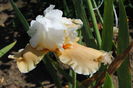 iris English Charm
