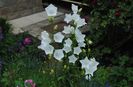 campanula persicifolia Alba
