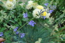Nepeta faassenii Walkers Low