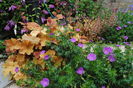 geranium(sanguineum Rosa+johnsons-blue