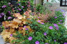 clematis Betty Risdon+flori heuchera marmelade