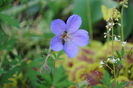 geranium johnsons-blue