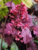 flori heuchera paris