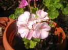 Light Pink Geranium (2015, Aug.03)